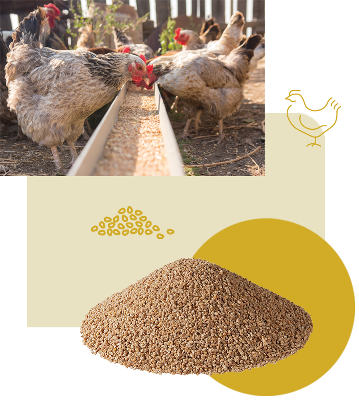 Welches Futter brauchen deine Hühner Welches Futter brauchen deine Hühner